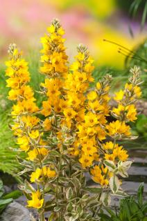 Tojeść kropkowana 'Variegata' | Lysimachia punctata Doniczka 1 litrowa