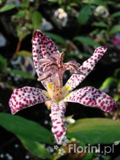 Trójsklepka owłosiona 'Masamunei' | Tricyrtis hirta