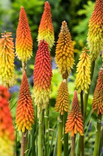 Trytoma groniasta 'Flamenco' | Kniphofia uvaria