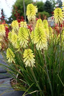 Trytoma 'Poco Citron' | Kniphofia