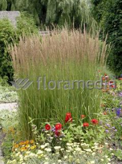 Trzcinnik ostrokwiatowy 'Karl Foerster' | Calamagrostis x acutiflora