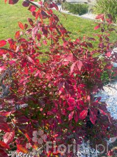 Trzmielina oskrzydlona | Euonymus alatus