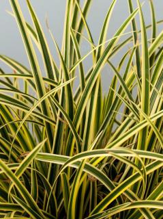 Turzyca Morrowa 'Vanilla Ice' | Carex morrowii Doniczka 1 litrowa