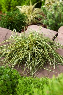 Turzyca oszimska 'Evergold' | Carex oshimensis
