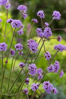 Werbena patagońska | Verbena bonariensis Doniczka 1 litrowa