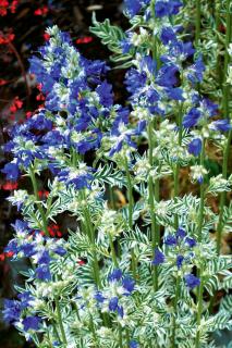 Wielosił błękitny 'Brise d'Anjou' | Polemonium caeruleum