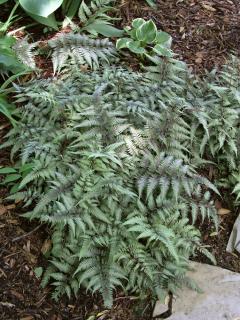 Wietlica japońska 'Metalicum Red Beauty' | Athyrium nipponicum