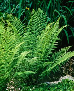 Wietlica samicza | Athyrium filix-femina