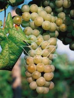 Winorośl 'Chrupka Złota' | Vitis