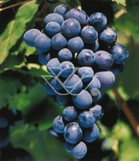 Winorośl 'Isabella' | Vitis