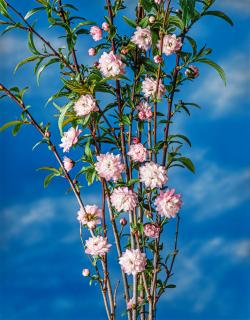 Wiśnia gruczołkowata 'Rosea Plena'  Prunus glandulosa