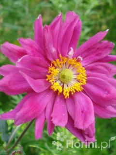 Zawilec japoński 'Prinz Heinrich' | Anemone hupehensis