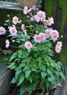 Zawilec 'Pretty Lady Emilly' | Anemone