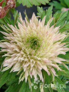 Zawilec wielkokwiatowy 'Polish Star' | Anemone sylvestris Doniczka 1 litrowa
