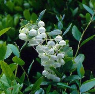 Zenobia | Zenobia pulverulenta
