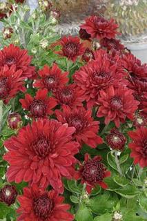 Złocień czerwonawy 'Duchess of Edinburgh' | Chrysanthemum rubellum