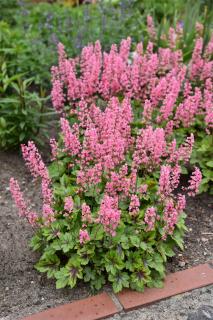 Żuraweczka 'Pink Revolution' | Heucherella