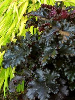 Żurawka 'Black Taffeta' | Heuchera