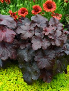 Żurawka 'Galaxy' | Heuchera