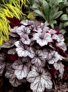 Żurawka 'Glitter' | Heuchera
