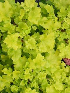 Żurawka 'Lime Marmalade' | Heuchera