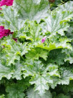 Żurawka 'Lime Swizzle' | Heuchera