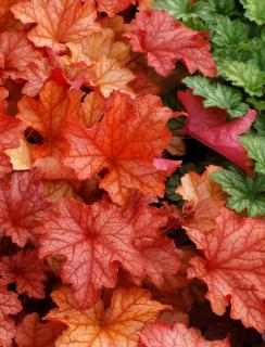 Żurawka 'Paprika' | Heuchera