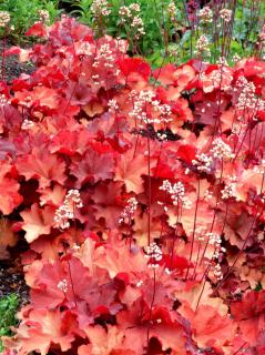 Żurawka 'Rio' | Heuchera