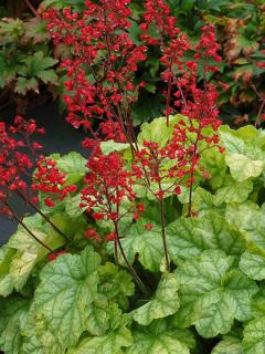 Żurawka 'Tokyo'| Heuchera