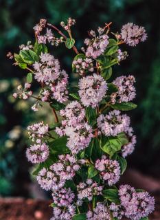 Żylistek mieszańcowy 'Pink Pom Pom' | Deutzia hybrida  Doniczka 3 litrowa