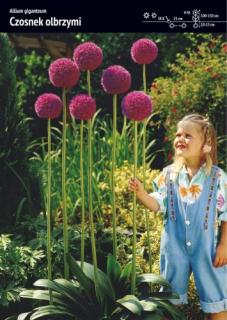 Czosnek olbrzymi - Allium Giganteum - 2szt.