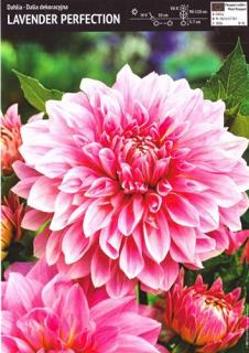 Dalia Lavender Perfection 1 szt.