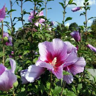 Hibiskus - Ketmia syryjska Flower Tower Purple wys. 80 cm