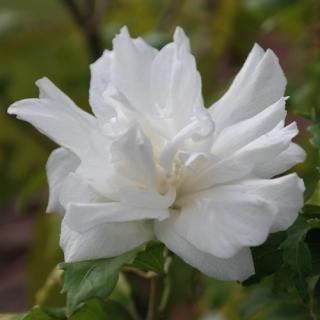 Hibiskus - Ketmia syryjska White Chiffon Notwood wys. 30 cm