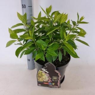 Hortensja bukietowa Confetti PBR wys. 30 cm