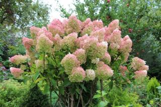 Hortensja bukietowa Grandiflora