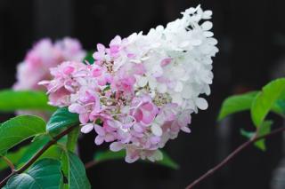 Hortensja bukietowa Pink Lady