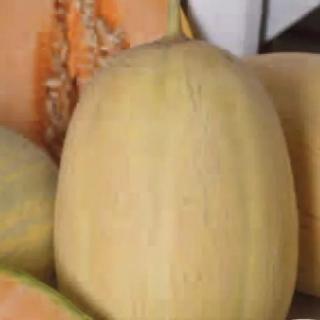 Melon Emir 1 g