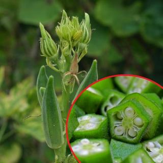 Okra - ketmia jadalna Clemson Spineless - nasiona 1 g