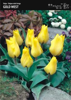 Tulipan Gold West - 7 szt.