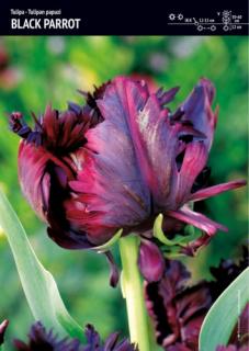 Tulipan papuzi Black Parrot - 12 szt.