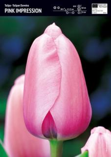 Tulipan Pink Impression 3 szt