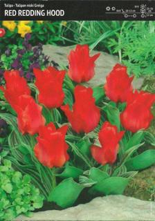 Tulipan ‘Red Riding Hood’ - 7 szt.