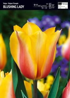 Tulipan triumph Blushing Lady 10 szt.