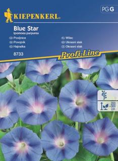 Wilec purpurowy Blue Star