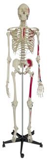 Ludzki szkielet z malowanymi mięśniami A200.1