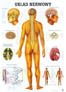 Medyczna tablica anatomiczna - Układ nerwowy