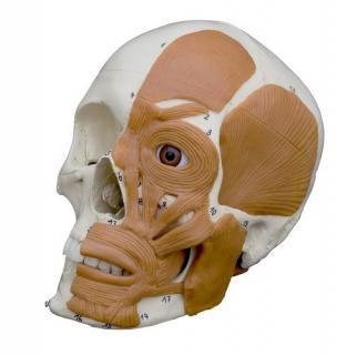 Model anatomiczny czaszki człowieka + mięśnie