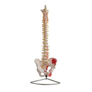 Model kręgosłupa z miednicą i mięśniami