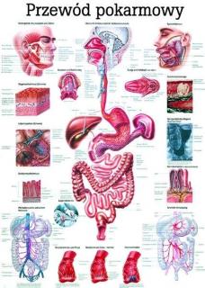 Plansza anatomiczna - Przewód pokarmowy